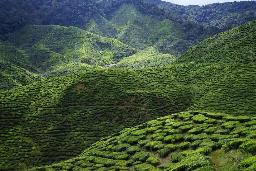Cameron Highlands 1 Day Tour from Kuala Lumpur - Strawberries, vegetables, and farm stops