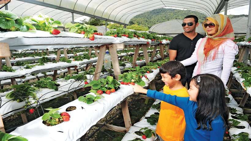 Cameron Highlands 1 Day Tour from Kuala Lumpur - Tanah Rata and Brinchang: two useful highland towns