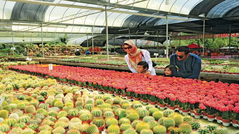 Cameron Highlands 1 Day Tour from Kuala Lumpur - Sam Poh Temple and the spiritual side of the hills