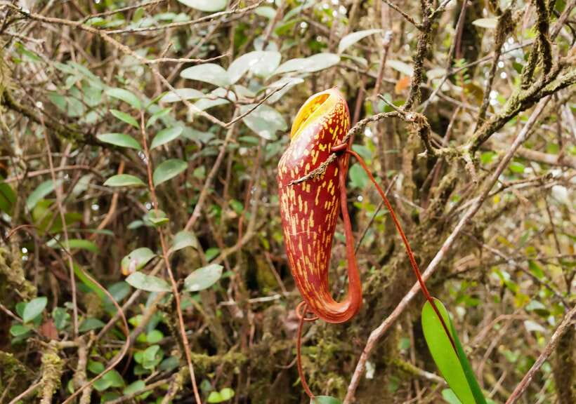 Cameron Highlands 1 Day Tour from Kuala Lumpur - The long morning drive from Kuala Lumpur
