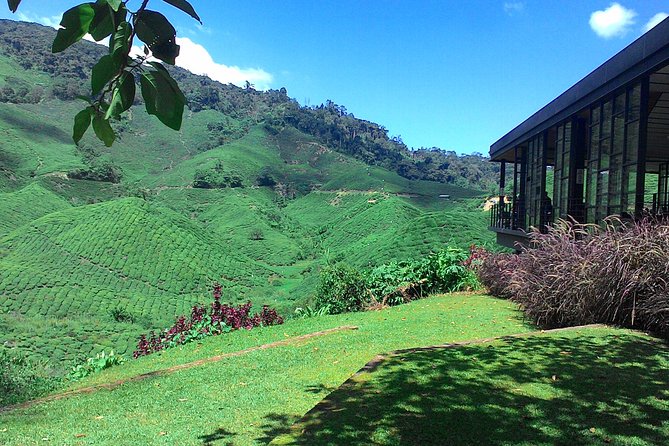 Cameron Highlands 3 Days 2 Night Tours Private (per Vehicle) - Day 2: Tea, strawberries, bees, and lavender