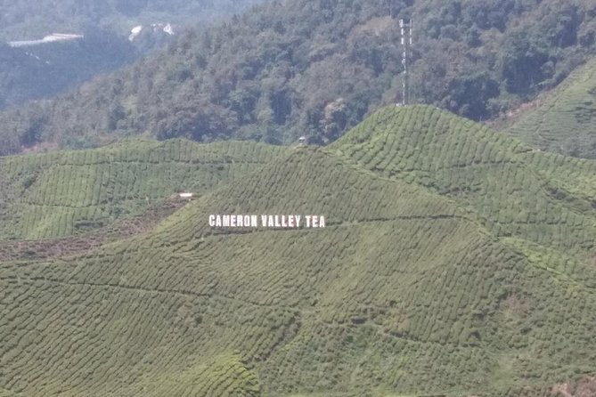 Cameron Highlands 3 Days 2 Night Tours Private (per Vehicle) - Day 1: Lata Iskandar and the first tea fields