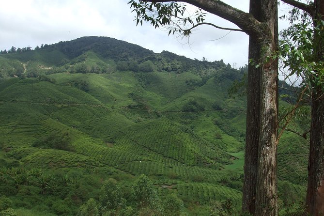 Cameron Highlands Amazing Day Trip Tour with Local Lunch - Strawberries, butterflies, and a taste of farm life