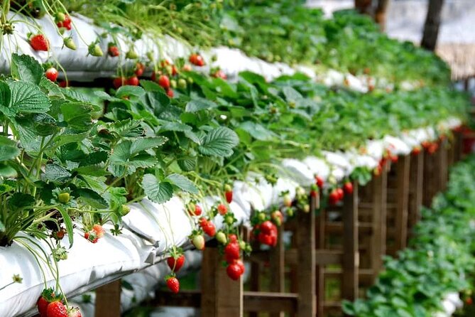 Cameron Highlands Day Tour From Kuala Lumpur 2025 - Why this makes a useful Kuala Lumpur escape