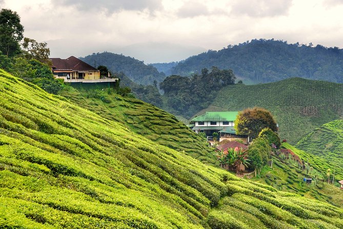 Cameron Highlands Full-Day Nature Tour - Why the Cameron Highlands make a good day trip