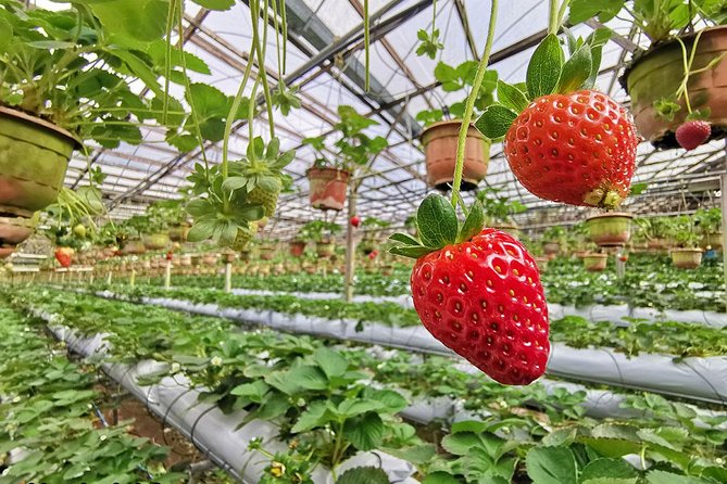 Cameron Highlands Full-Day Nature Tour - Cactus Valley offers a compact plant collection