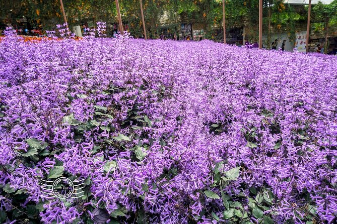 Cameron Highlands Full-Day Tour from Ipoh with Lunch - The long ride into Cameron Highlands