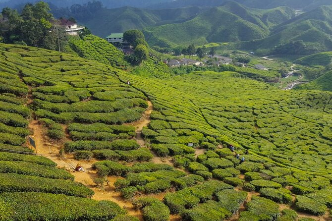 Cameron Highlands Full-Day Tour from Ipoh with Lunch - Cameron Bharat Tea Estate and the second tea view