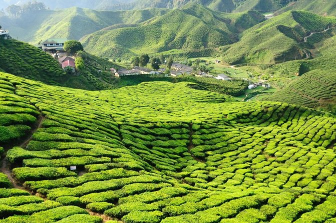 Cameron Highlands, Garden of Nature Full Day Private Guided Tour - Key points at a glance