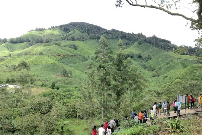 Cameron Highlands, Garden of Nature Full Day Private Guided Tour - Tea plantations are the strongest part of the day