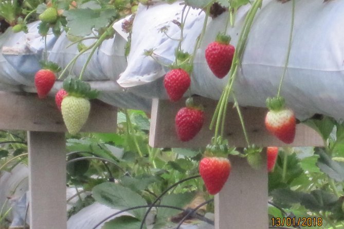 Cameron Highlands, Garden of Nature Full Day Private Guided Tour - Steam-boat lunch uses fresh highland produce