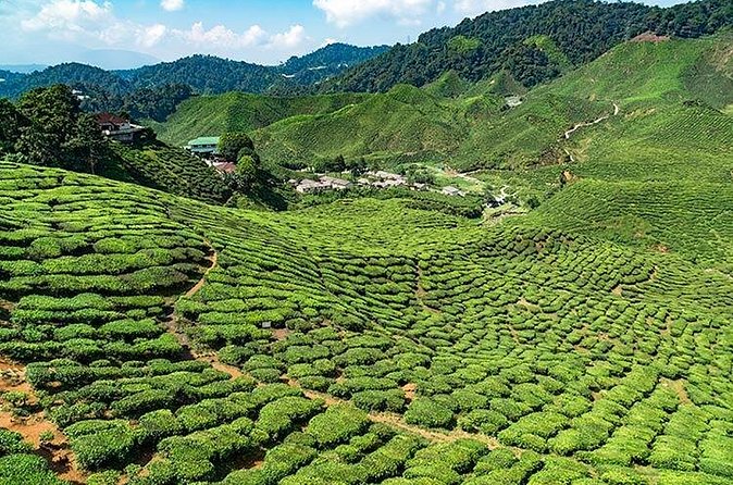 Cameron Highlands One Day Trip from Kuala Lumpur Privately Organised - Butterfly Garden: a compact change of pace