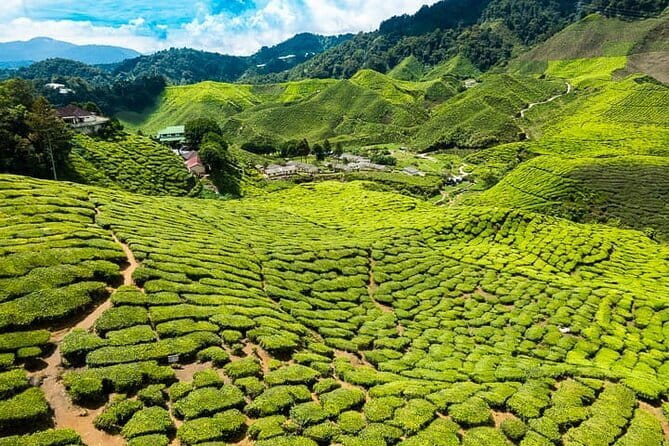 Cameron Highlands Private Day Tour from Ipoh, Package B - Why this private Ipoh tour makes sense