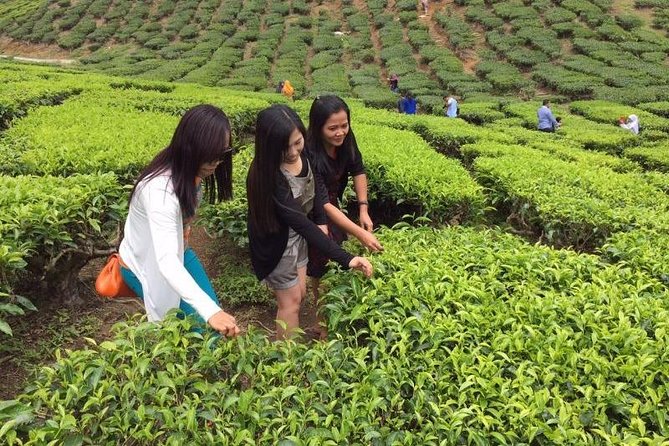 Cameron Highlands Private Day Tour from Kuala Lumpur - Key points to know before booking