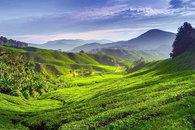 Cameron Highlands Private Day Tour from Kuala Lumpur - Leaving Kuala Lumpur at 7:00 am
