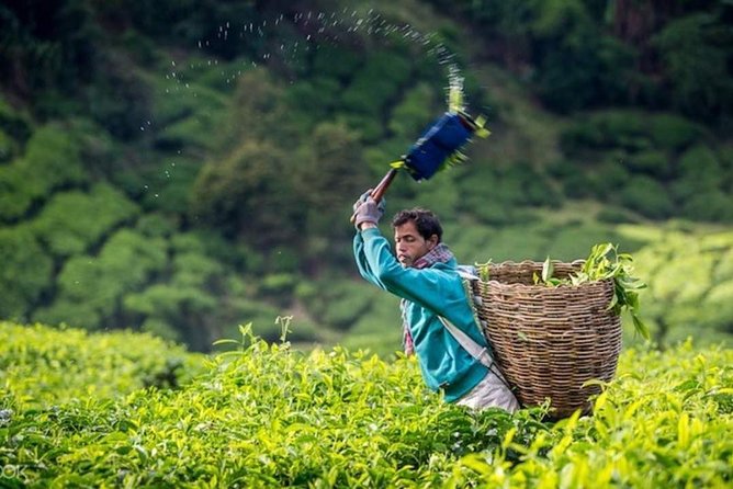 Cameron Highlands Private Day Tour from Kuala Lumpur - Bee farms and the choice to keep moving