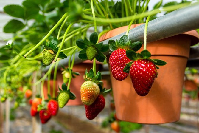 Cameron Highlands Private Day Tour from Kuala Lumpur - Brinchang, strawberries, and farm tourism