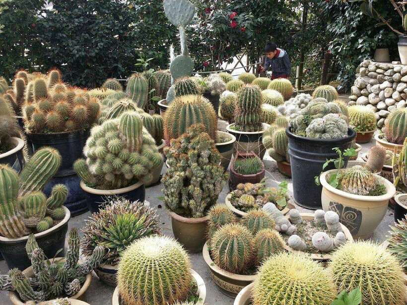 Cameron Highlands Private Day Trip - Key points at a glance