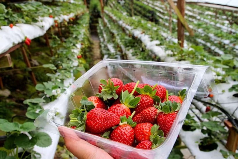 Cameron Highlands Tour - Five things worth knowing before you book