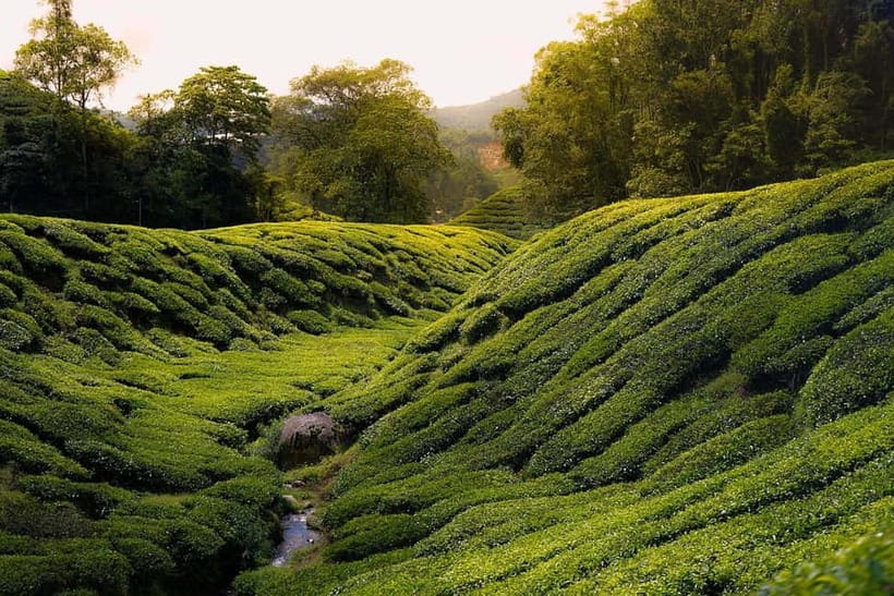 Cameron Highlands Tour - Why the early departure matters