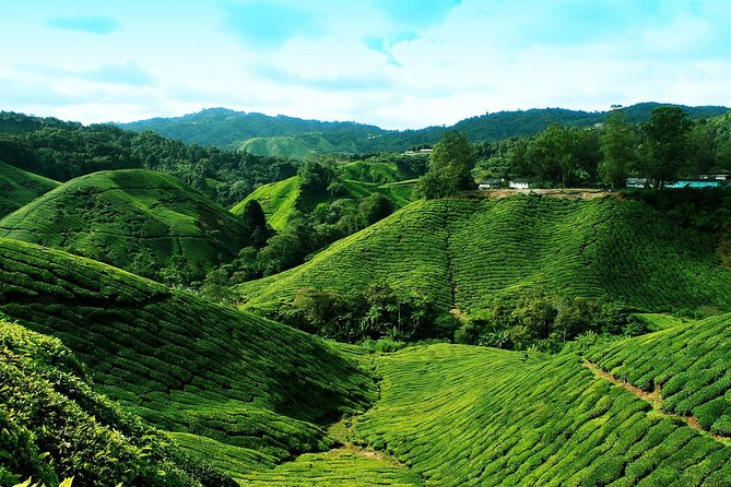 Cameron Highlands Tour from Kuala Lumpur - Why the long road changes the experience