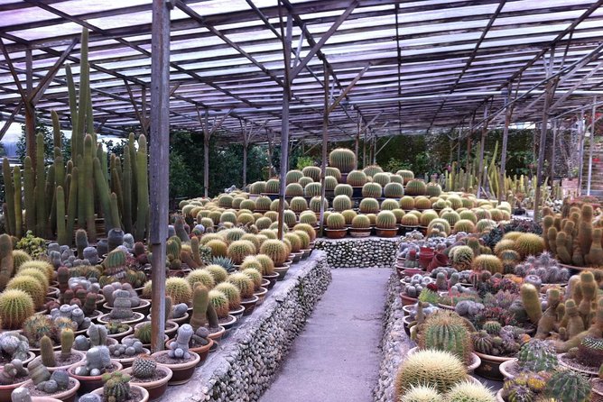 Cameron Highlands Tour From Kuala Lumpur (Private Tour) - Strawberry farms, roses, and Brinchang