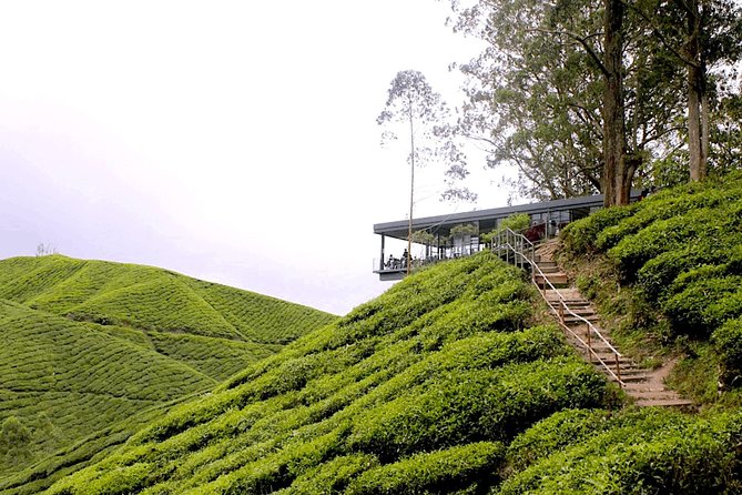 Cameron Highlands Tour From Kuala Lumpur (Special Deal) - Key points to know before booking