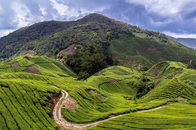 Cameron Highlands Tour on Private Basis - Lunch and the food stops
