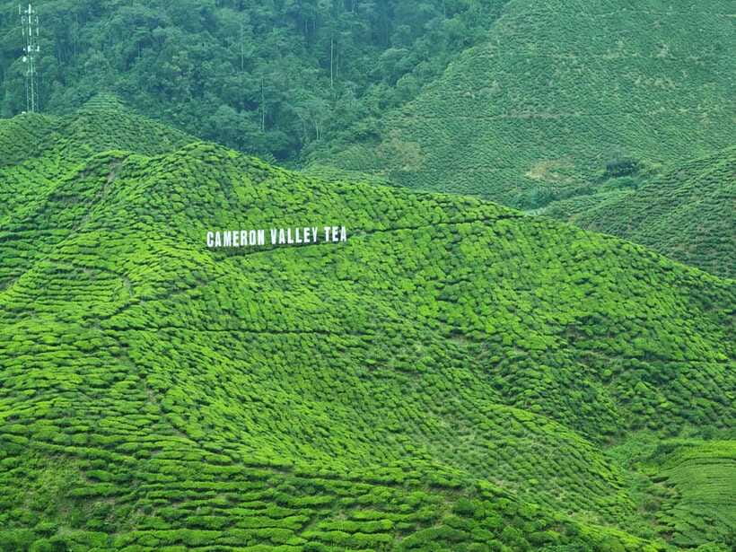 Cameroon Highland : Best nature in highland - Bharat Tea Plantation and the highland views