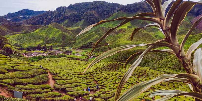 Cameroon Highland : Best nature in highland - The long return to Kuala Lumpur