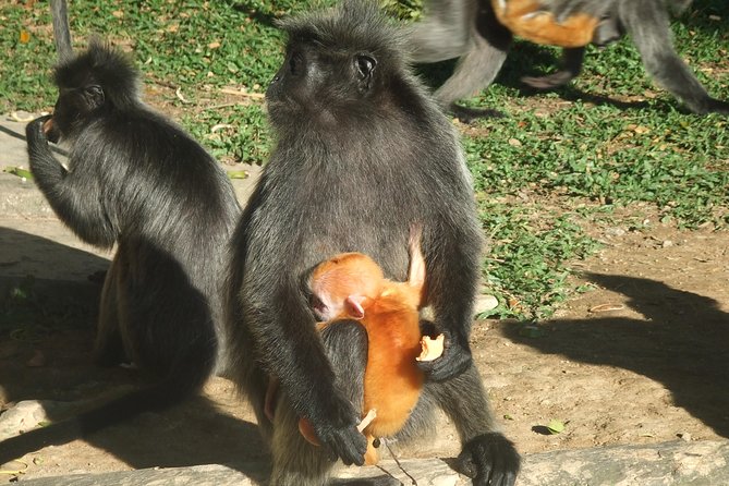 City, Batu Caves, Hot Spring, Silver Leaf Monkey & Fireflies Tour - Melawati Hill, where Selangor’s past meets wildlife