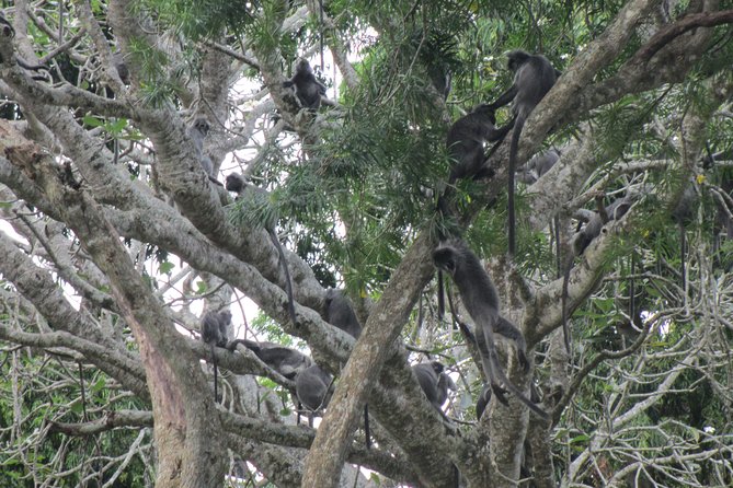 City, Batu Caves, Hot Spring, Silver Leaf Monkey & Fireflies Tour - Batu Caves and 400-million-year-old limestone