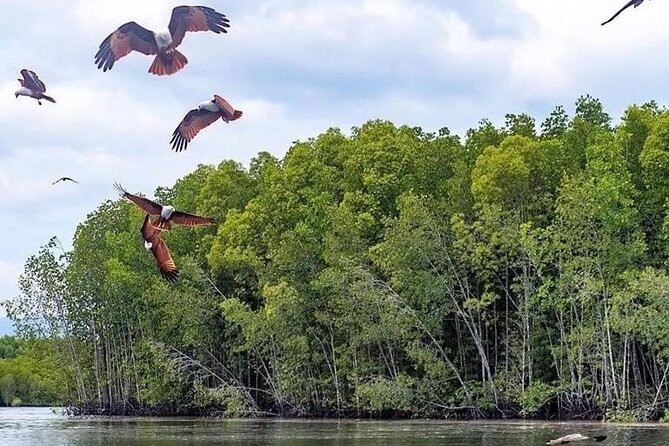 Combo - Cable Car & Sky Bridge And Tg. Rhu Mangrove Private Boat Tour With Lunch - Entering Kilim Geoforest Park by private boat