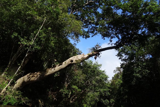 Day Tour Aborigine Village @ Rainforest Taman Negara + Batu Caves - Why this Kuala Lumpur day trip works