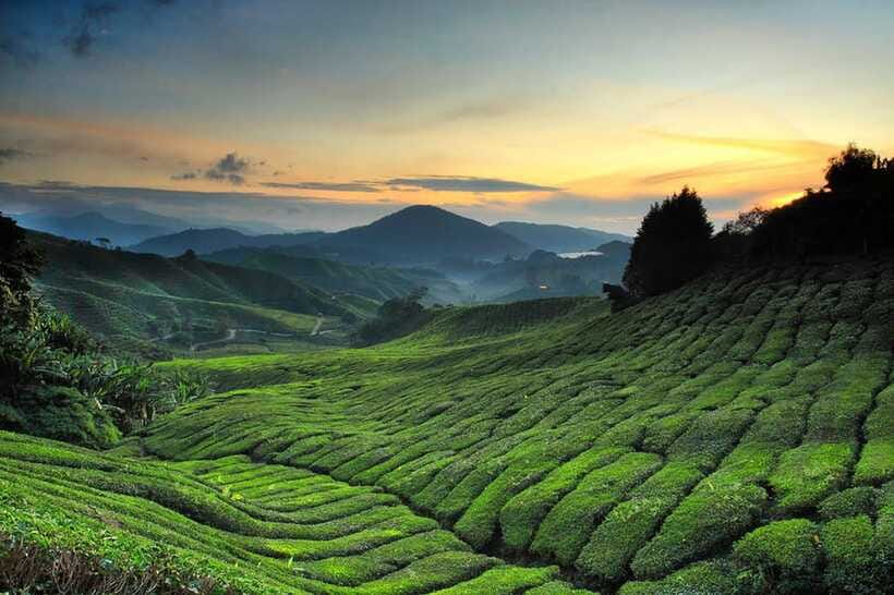 Day Trip to Cameron Highlands - Kea Farm: 40 minutes to shop and sample local produce
