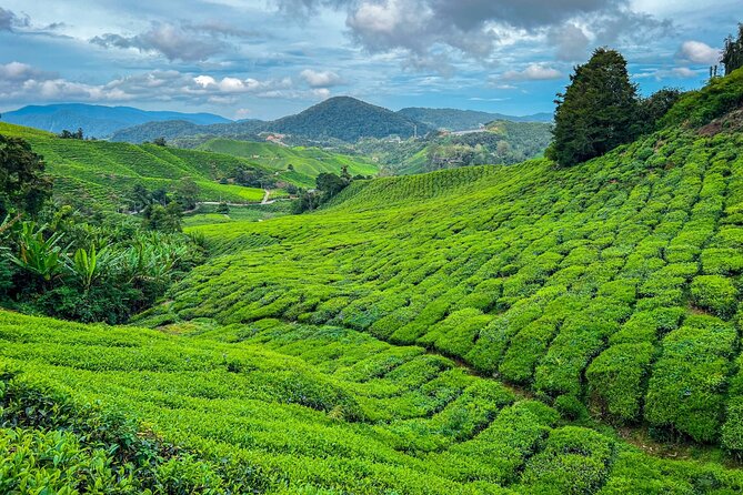 Elevate Your Senses: A Day of Wonders in Cameron Highlands! - Key Points Before You Book