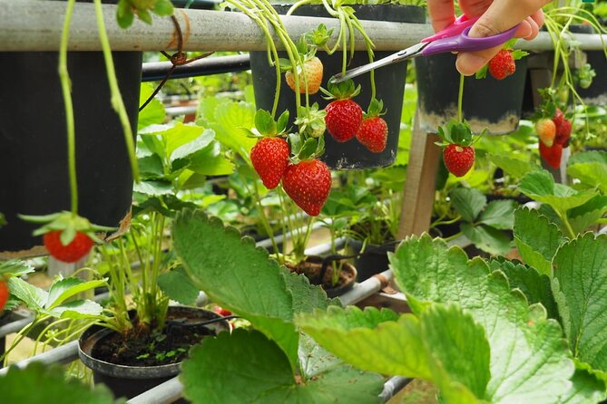 Elevate Your Senses: A Day of Wonders in Cameron Highlands! - Strawberries at Raju Hill Farm
