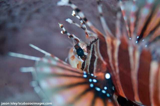 Enjoy 3 Fun Dives in Kota Kinabalu | Certified Divers - Key points to know before booking
