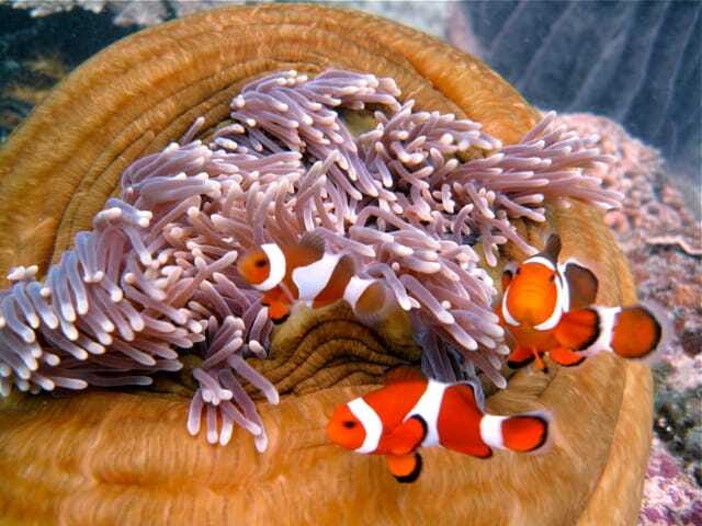 Enjoy 3 Fun Dives in Kota Kinabalu | Certified Divers - What $112 includes, and what it does not