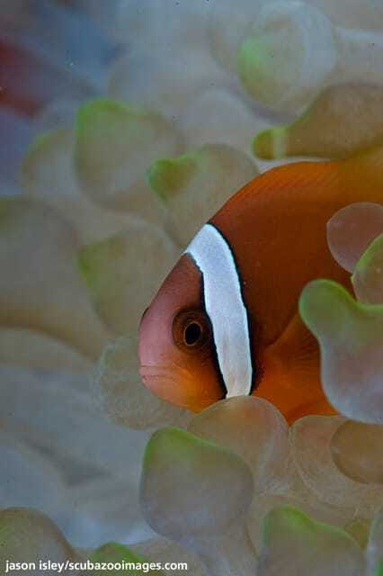 Enjoy 3 Fun Dives in Kota Kinabalu | Certified Divers - The first underwater session at 10 a.m.