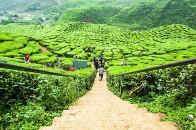 Explore Cameron Highlands: Full-Day Tour with Scenic Batu Caves