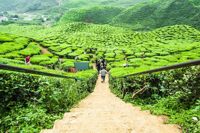 Explore Cameron Highlands: Full-Day Tour with Scenic Batu Caves - Lata Iskandar and the quick waterfall stop