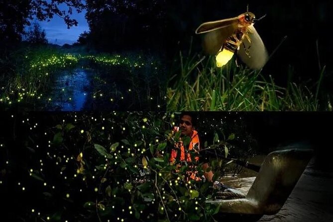 Fireflies & Silver leaf monkey Gazing tour - Key points at a glance