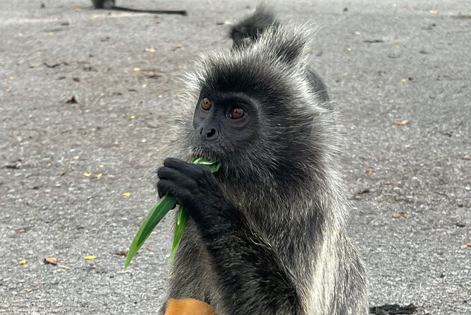 Fireflies & Silver leaf monkey Gazing tour - Sri Shakti Temple, a short but worthwhile first stop