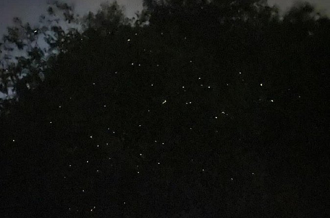 Fireflies & Silver leaf monkey Gazing tour - The long road to Kampung Kuantan Firefly Park