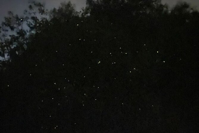 Fireflies & Silver leaf monkey Gazing tour - What to expect on the firefly boat ride