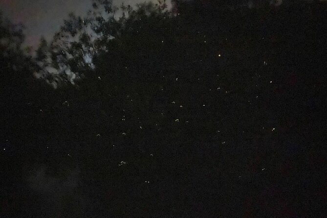 Fireflies & Silver leaf monkey Gazing tour - Dinner at the fishing village is separate