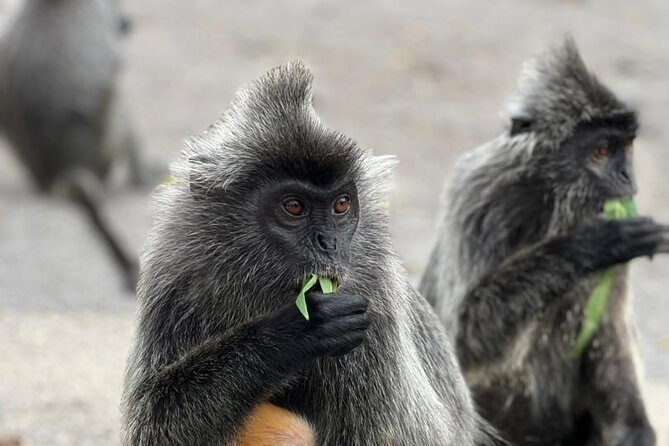 Fireflies & Silver leaf monkey Gazing tour - Bukit Melawati and the silver leaf monkeys