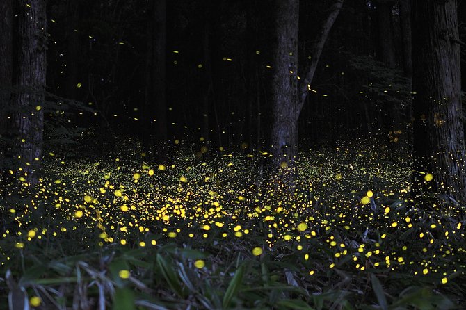Fireflies Tour and Batu Cave Visit with Boat Ride and Seafood Dinner - Bukit Melawati and the Silver Leaf Monkeys