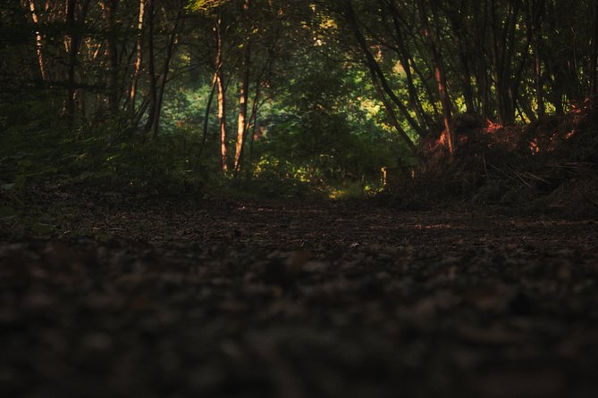 Fireflies Tour in Cherating - What the 4.4 rating tells you